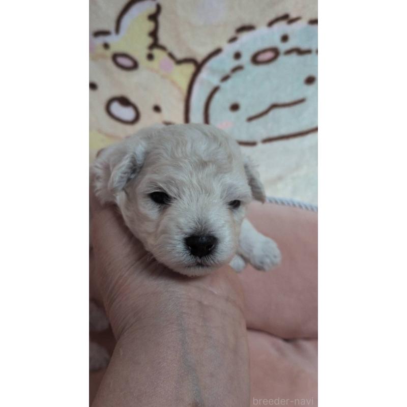 販売中の北海道のトイプードル-455805の7枚目