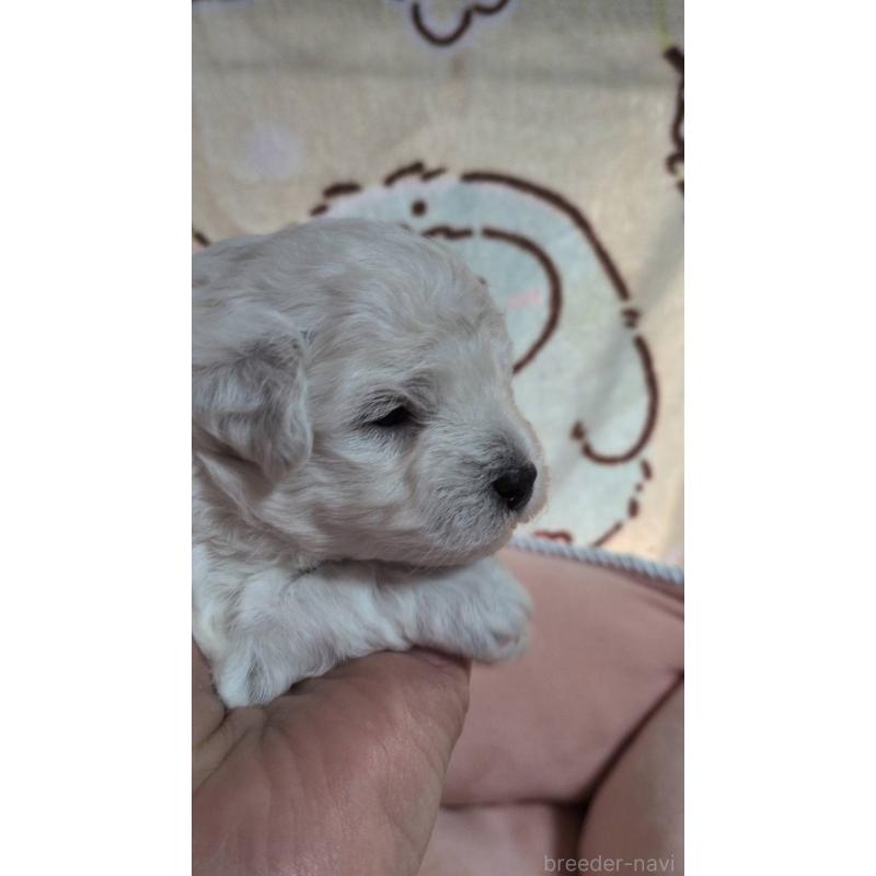 販売中の北海道のトイプードル-455805の6枚目