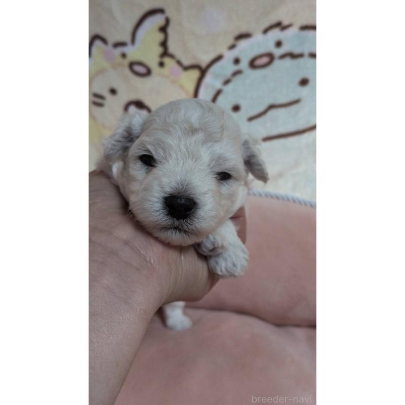 販売中の北海道のトイプードル-455805の5枚目