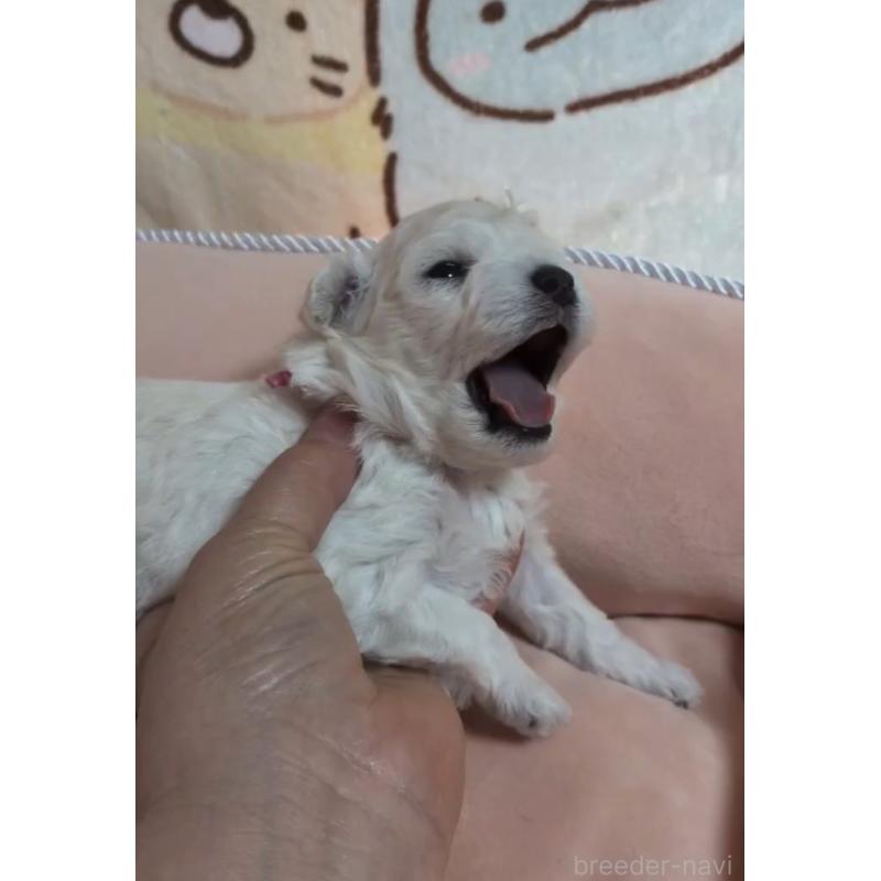 販売中の北海道のトイプードル-455805の4枚目