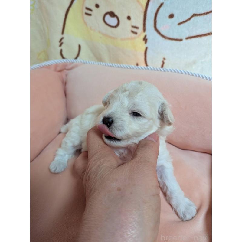 販売中の北海道のトイプードル-455805の3枚目