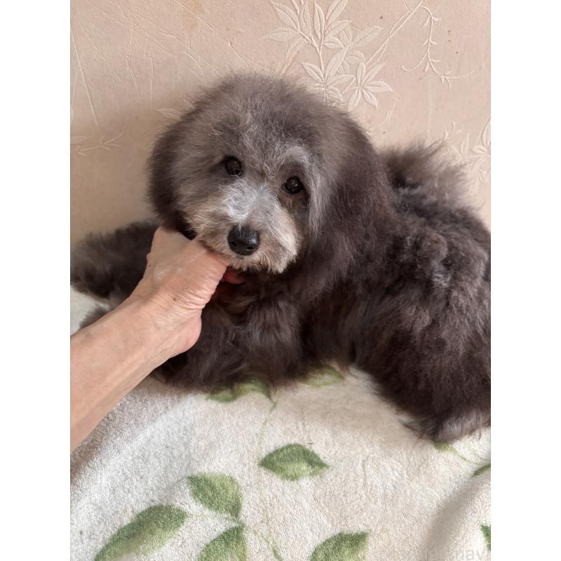 販売中の宮崎県のタイニープードル-445435の4枚目