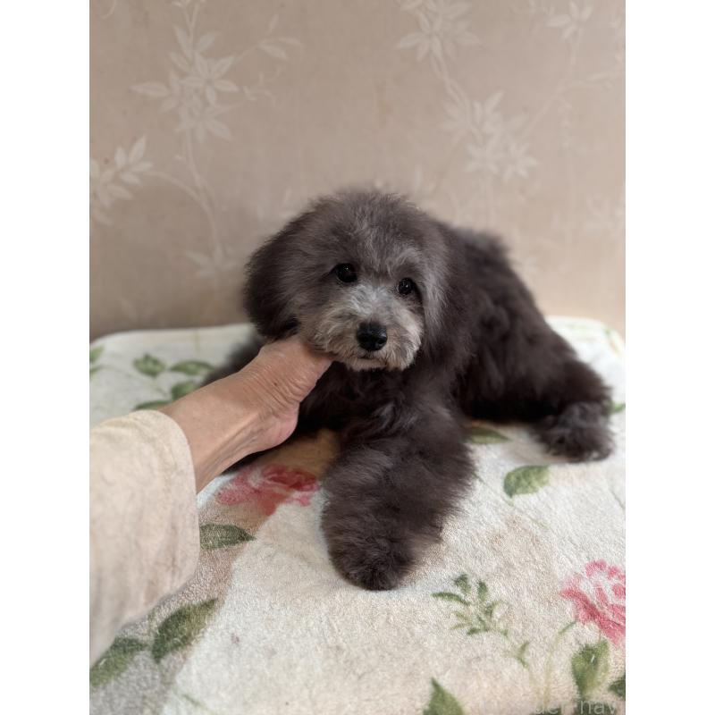 販売中の宮崎県のタイニープードル-445435の3枚目