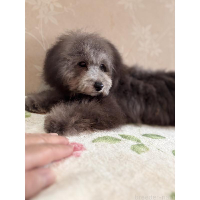 販売中の宮崎県のタイニープードル-445435の2枚目