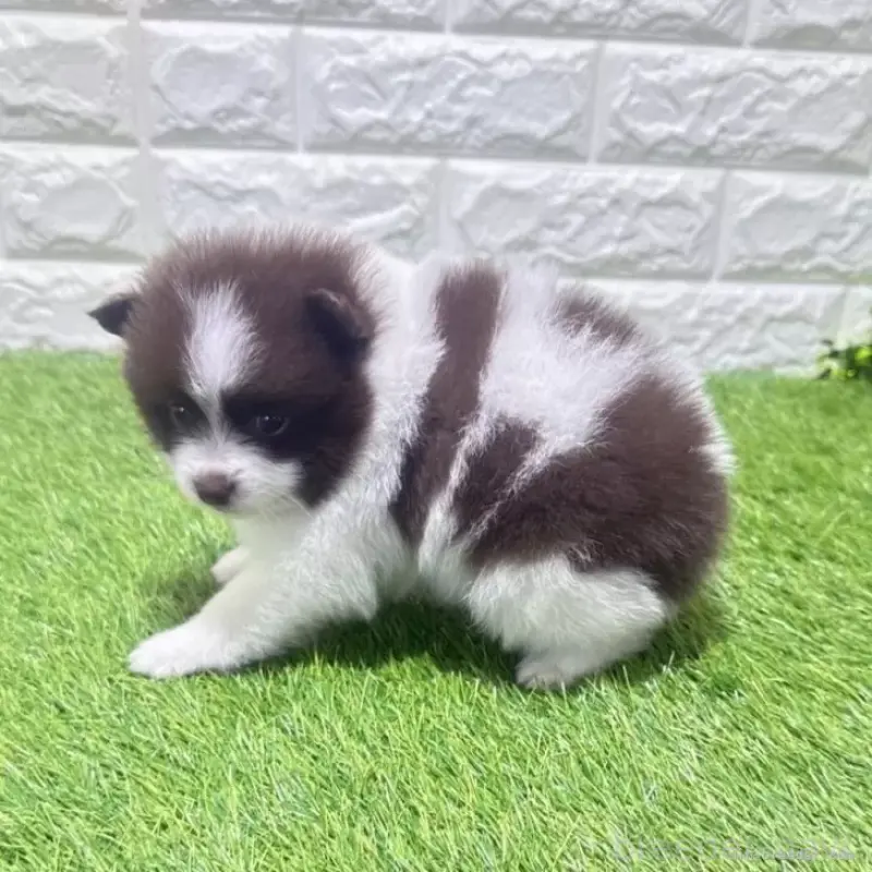 販売中の愛知県のポメラニアン-455806の6枚目