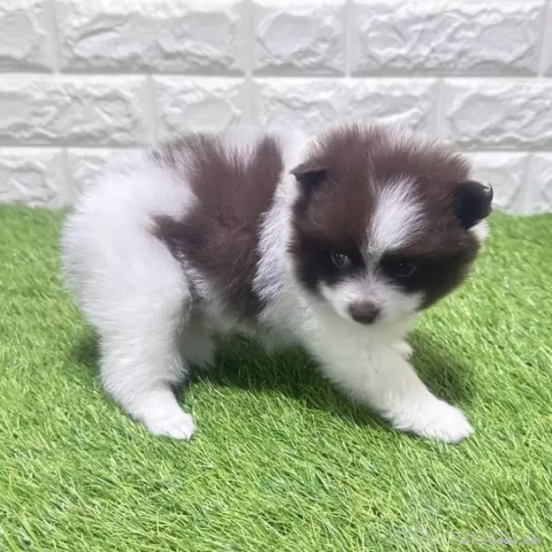 販売中の愛知県のポメラニアン-455806の5枚目