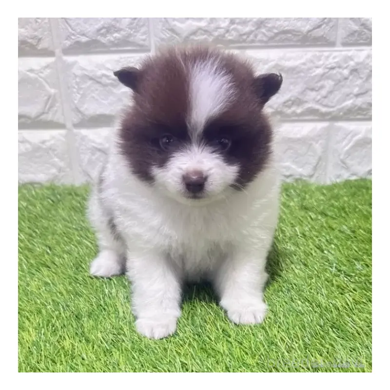 販売中の愛知県のポメラニアン-455806の4枚目