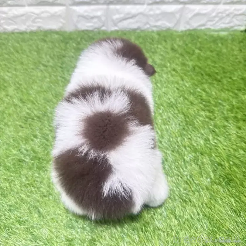 販売中の愛知県のポメラニアン-455806の3枚目