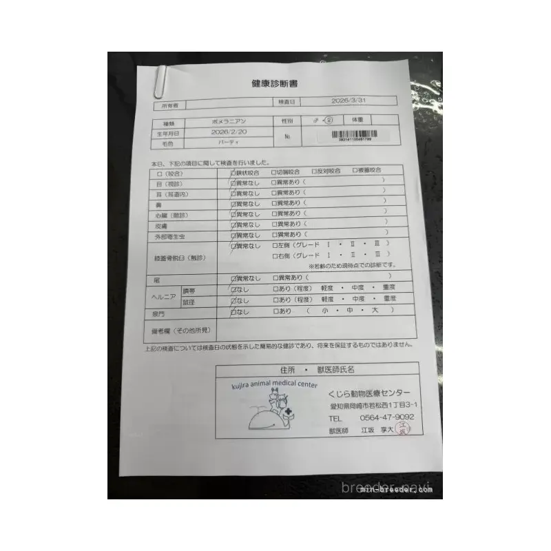 販売中の愛知県のポメラニアン-455806の2枚目