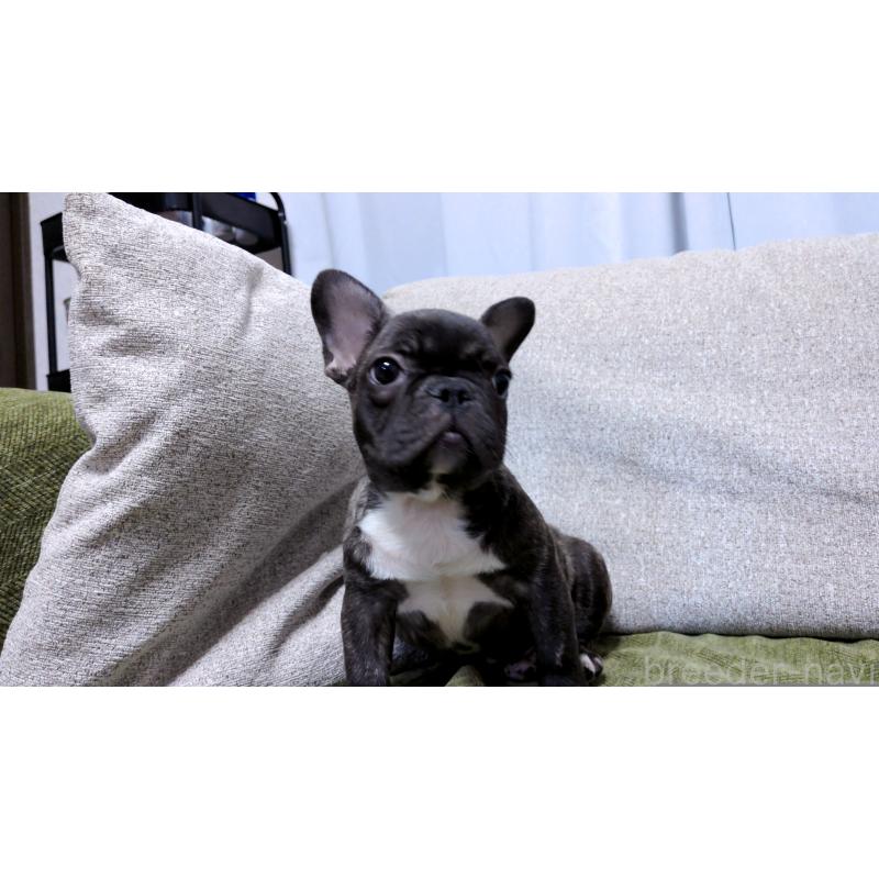 販売中の茨城県のフレンチブルドッグ-455808の8枚目