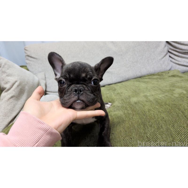 販売中の茨城県のフレンチブルドッグ-455808の7枚目