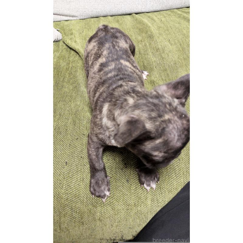 販売中の茨城県のフレンチブルドッグ-455808の6枚目