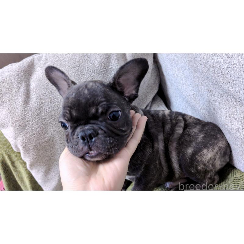 販売中の茨城県のフレンチブルドッグ-455808の4枚目