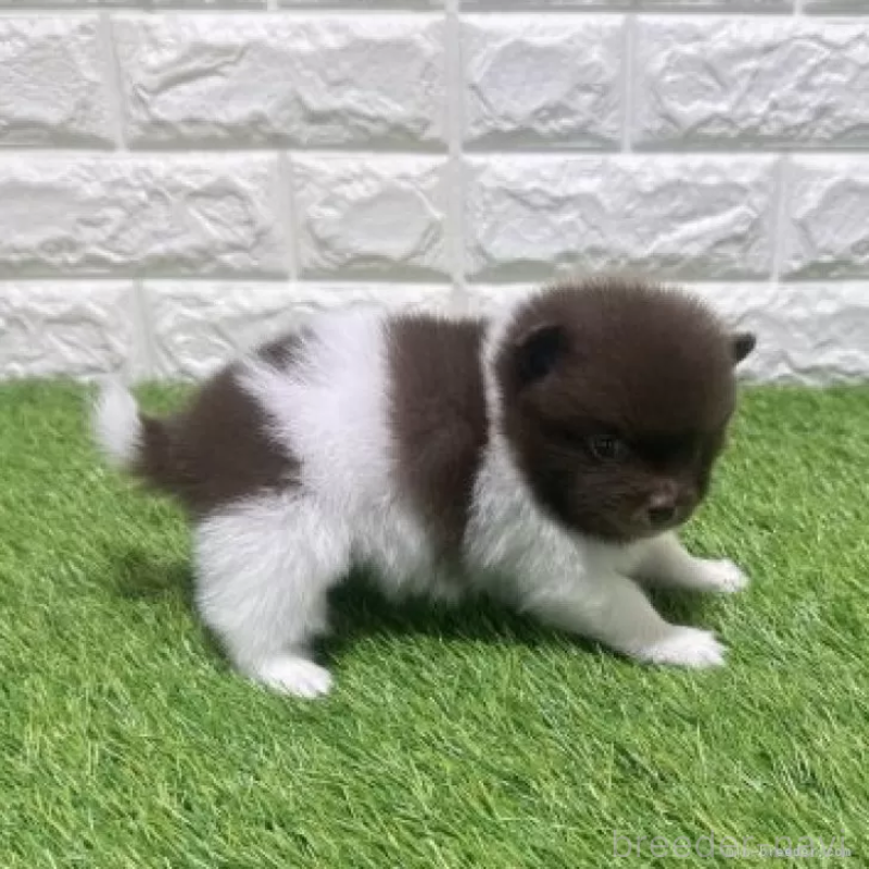 販売中の愛知県のポメラニアン-455807の6枚目