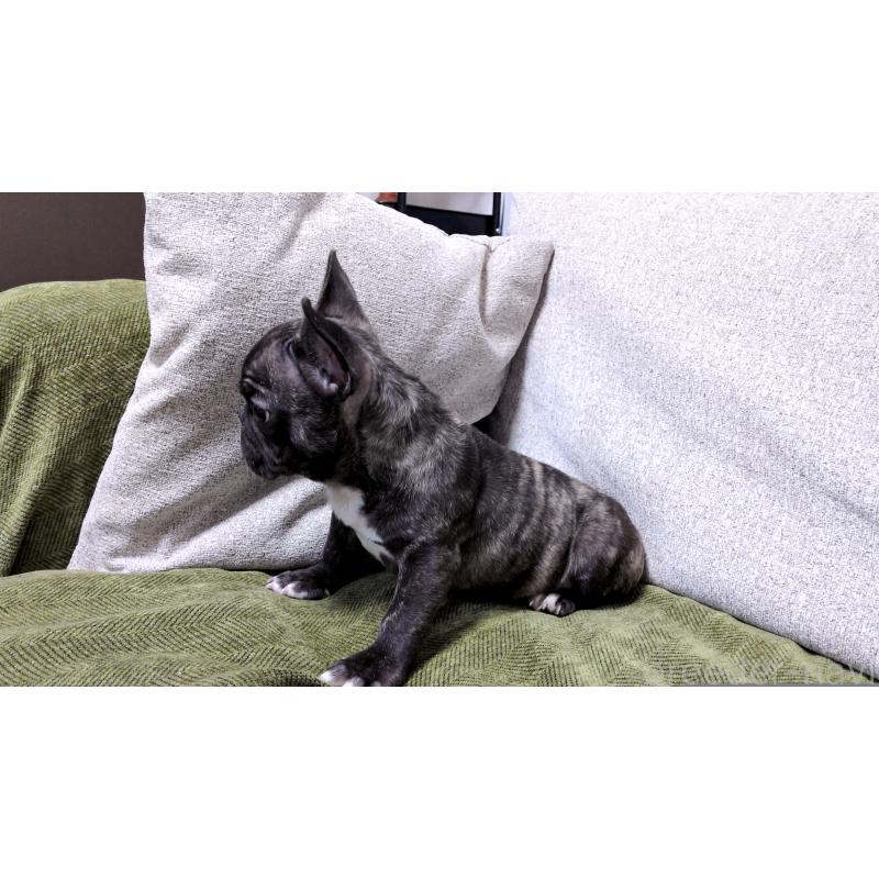 販売中の茨城県のフレンチブルドッグ-455808の3枚目