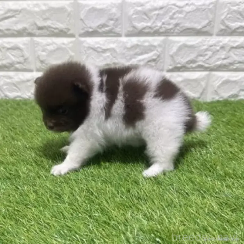 販売中の愛知県のポメラニアン-455807の5枚目