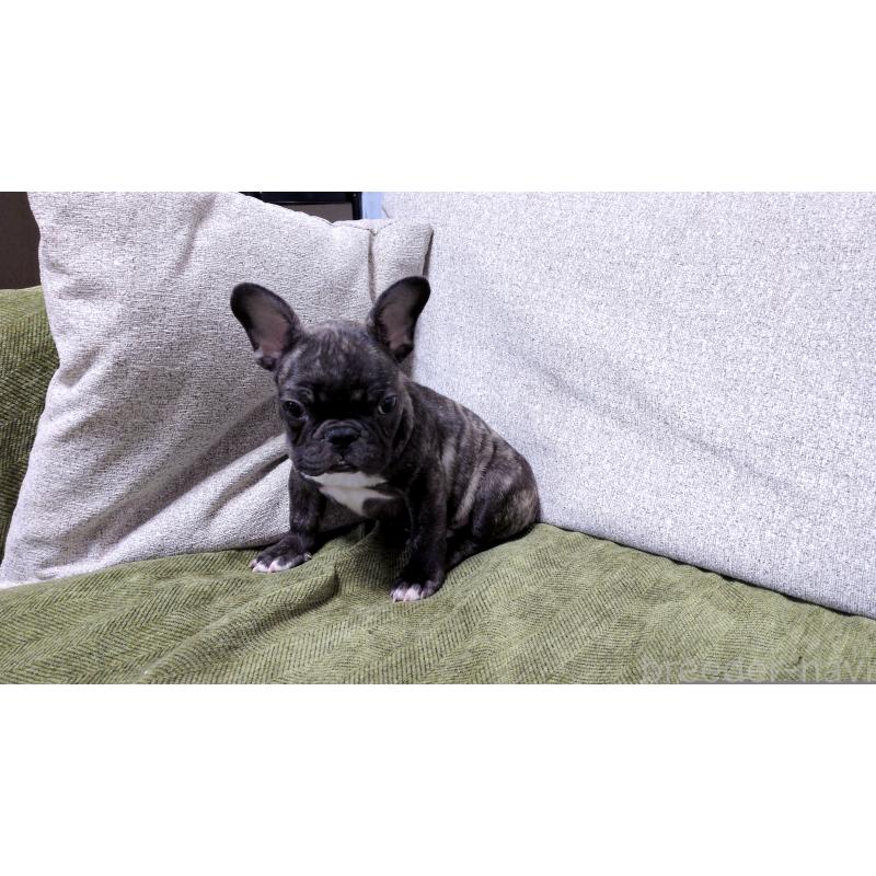 販売中の茨城県のフレンチブルドッグ-455808の2枚目