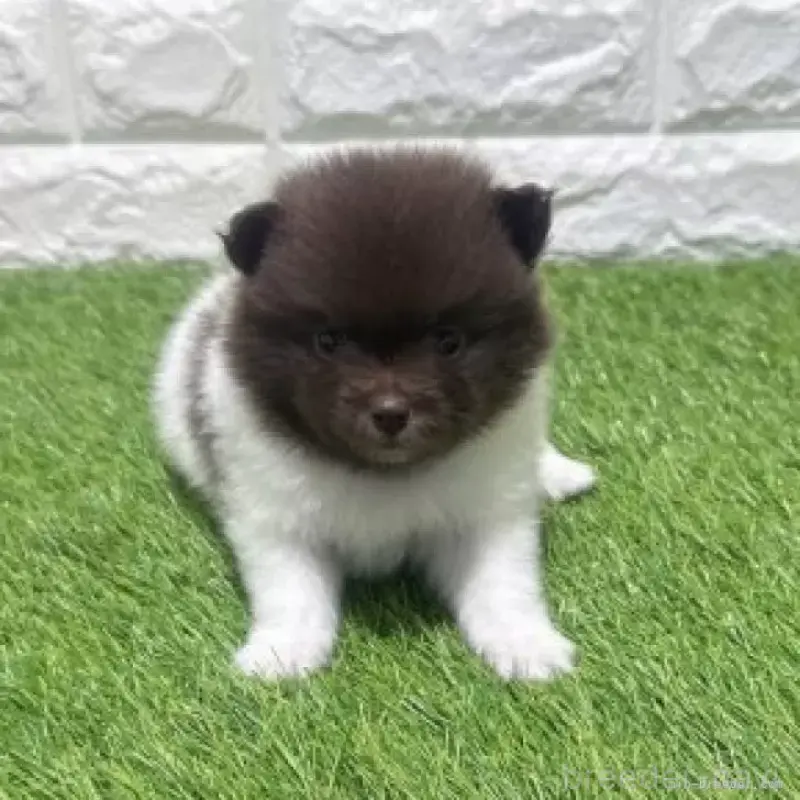 販売中の愛知県のポメラニアン-455807の4枚目