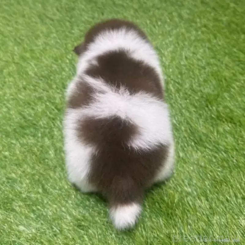 販売中の愛知県のポメラニアン-455807の3枚目