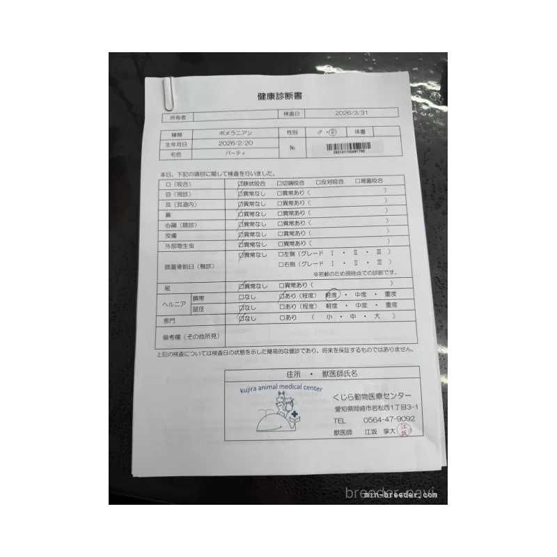 販売中の愛知県のポメラニアン-455807の2枚目