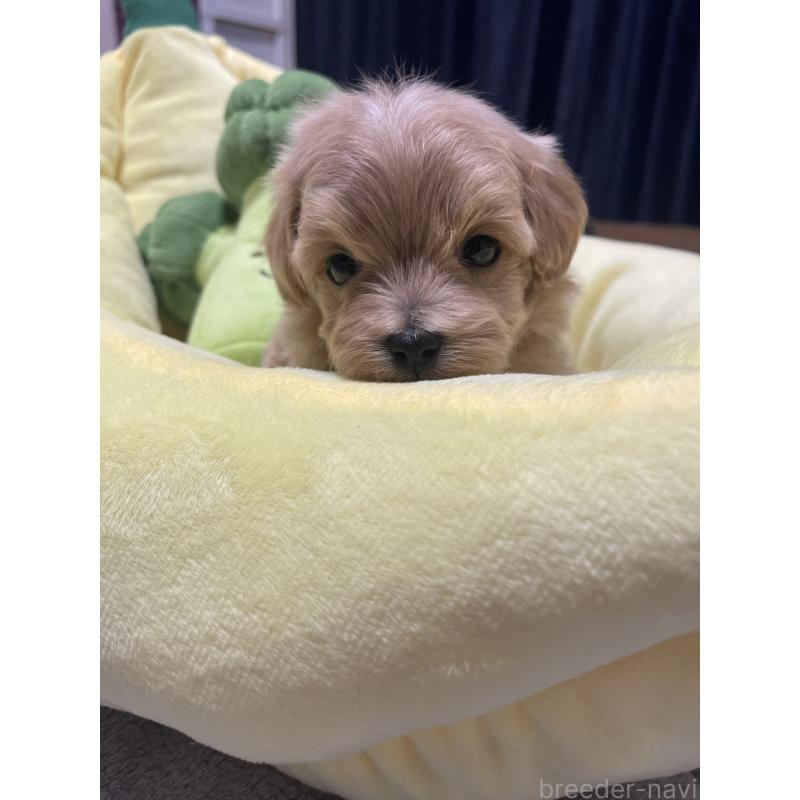 販売中の千葉県のマルプー:マルチーズ×トイプードル-455811の9枚目