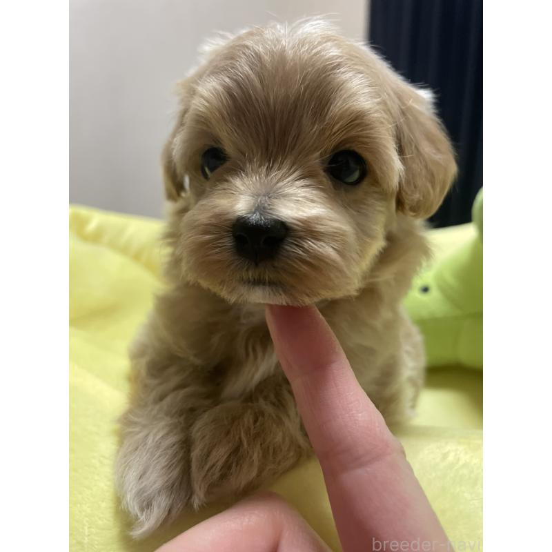 販売中の千葉県のマルプー:マルチーズ×トイプードル-455811の8枚目