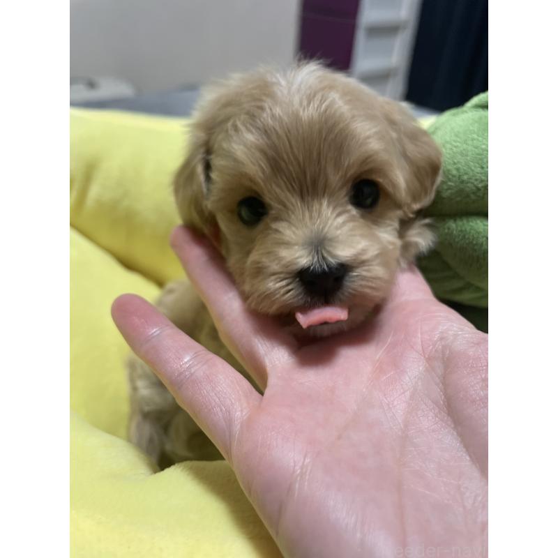 販売中の千葉県のマルプー:マルチーズ×トイプードル-455811の7枚目