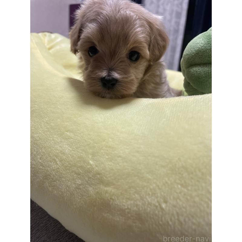 販売中の千葉県のマルプー:マルチーズ×トイプードル-455811の6枚目