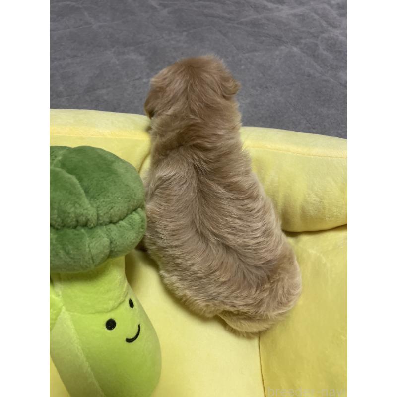 販売中の千葉県のマルプー:マルチーズ×トイプードル-455811の5枚目