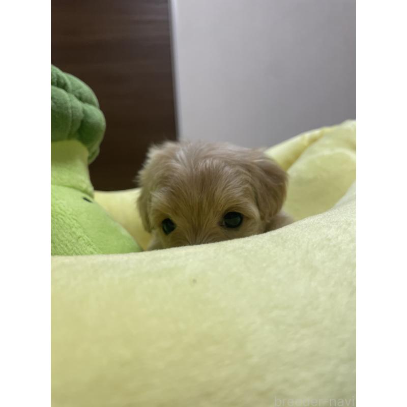 販売中の千葉県のマルプー:マルチーズ×トイプードル-455811の4枚目