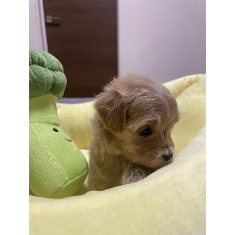 販売中の千葉県のマルプー:マルチーズ×トイプードル-455811の3枚目