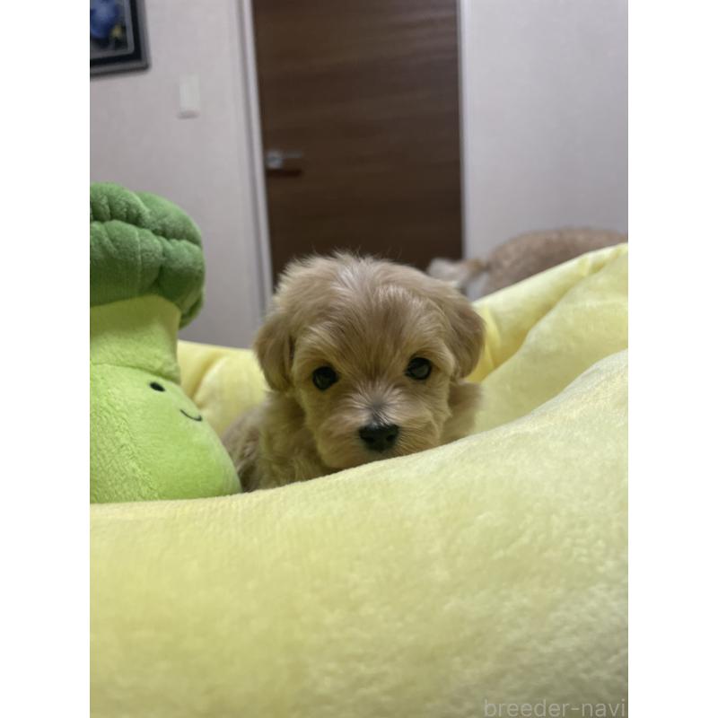販売中の千葉県のマルプー:マルチーズ×トイプードル-455811の2枚目