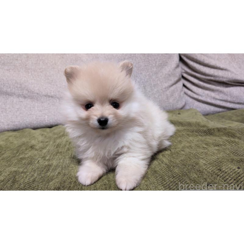 販売中の茨城県のポメラニアン-455810の7枚目