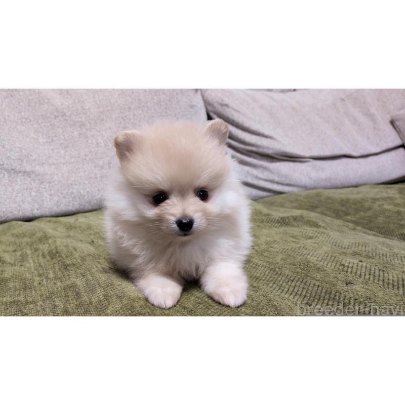 販売中の茨城県のポメラニアン-455810の6枚目