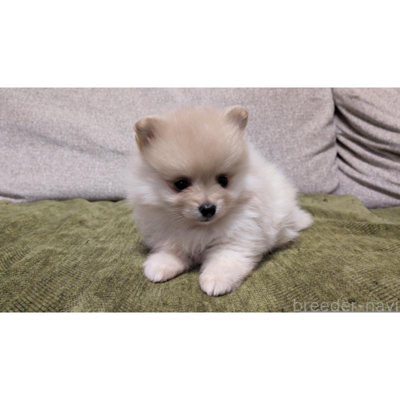 販売中の茨城県のポメラニアン-455810の5枚目