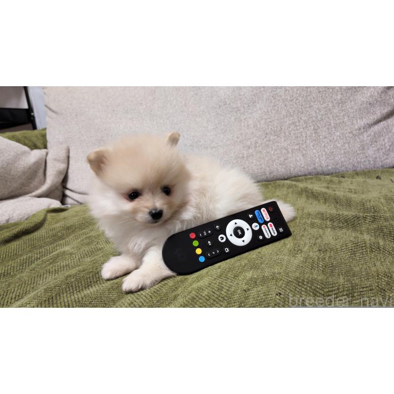 販売中の茨城県のポメラニアン-455810の4枚目