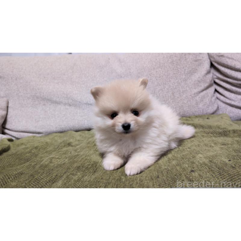 販売中の茨城県のポメラニアン-455810の3枚目