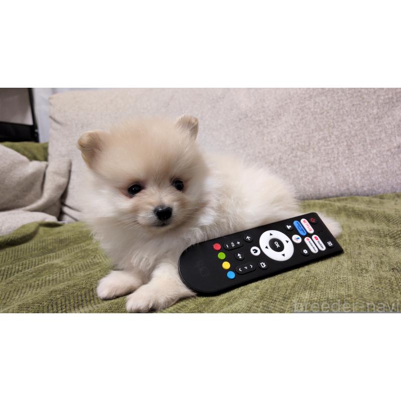 販売中の茨城県のポメラニアン-455810の2枚目