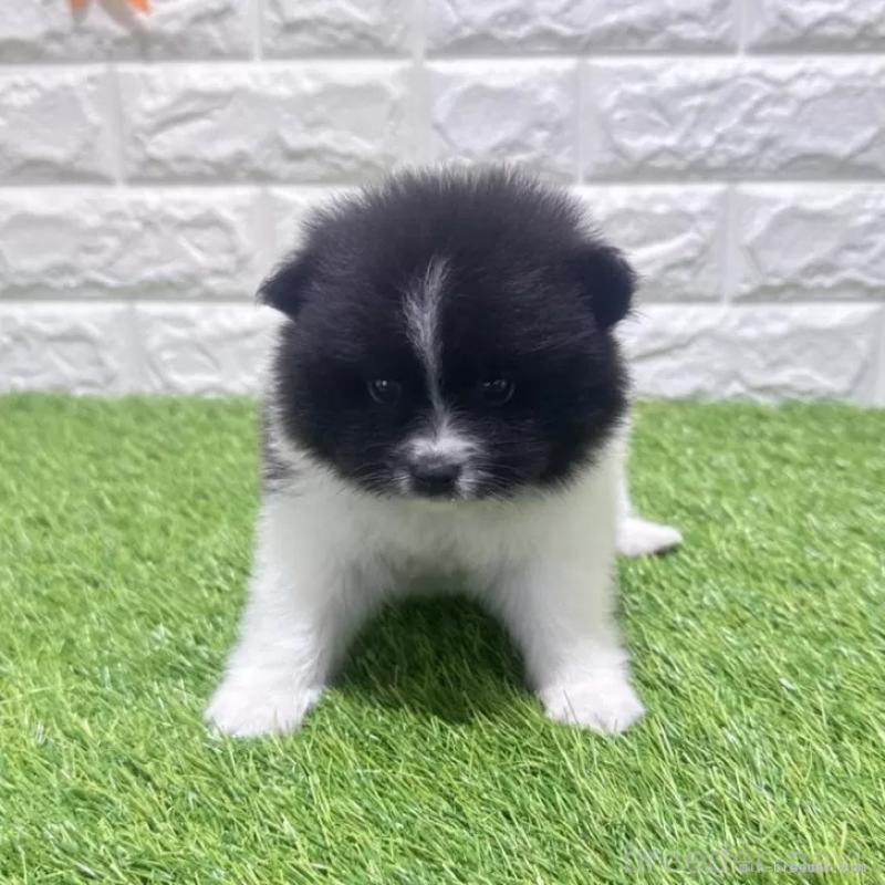 ♂︎ポメラニアン