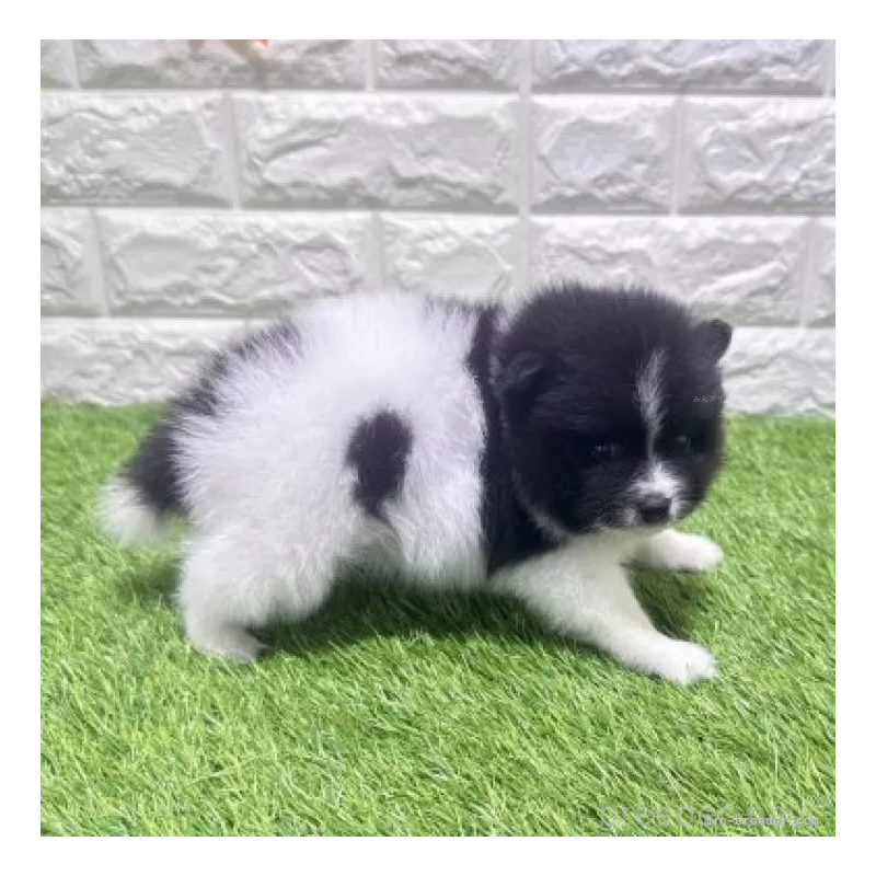 販売中の愛知県のポメラニアン-455812の6枚目