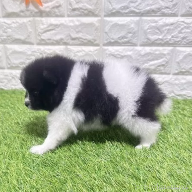 販売中の愛知県のポメラニアン-455812の5枚目