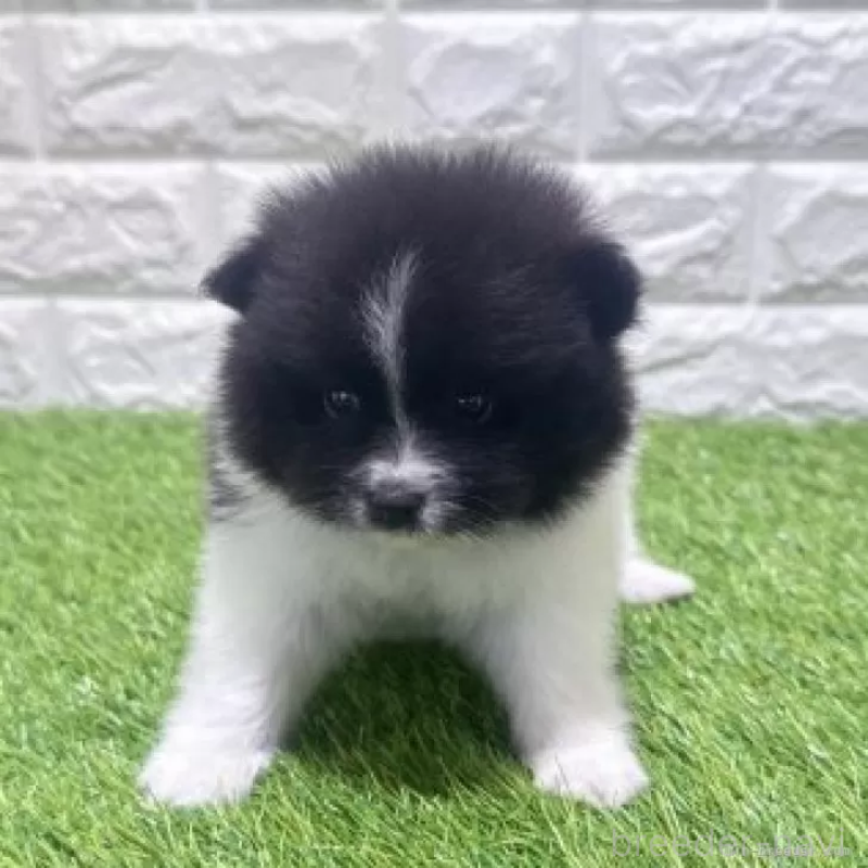 販売中の愛知県のポメラニアン-455812の4枚目