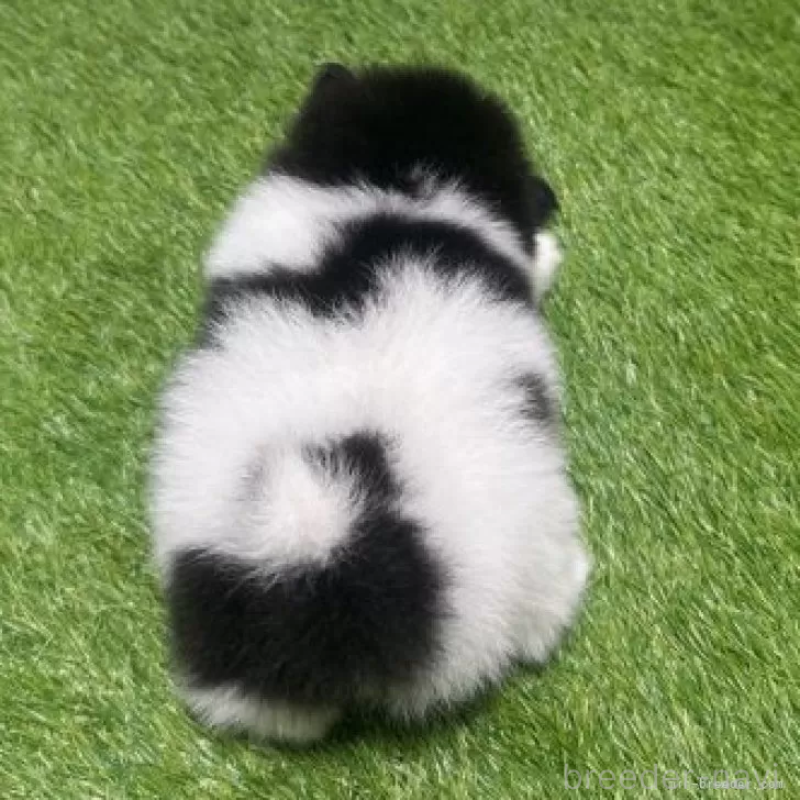 販売中の愛知県のポメラニアン-455812の3枚目