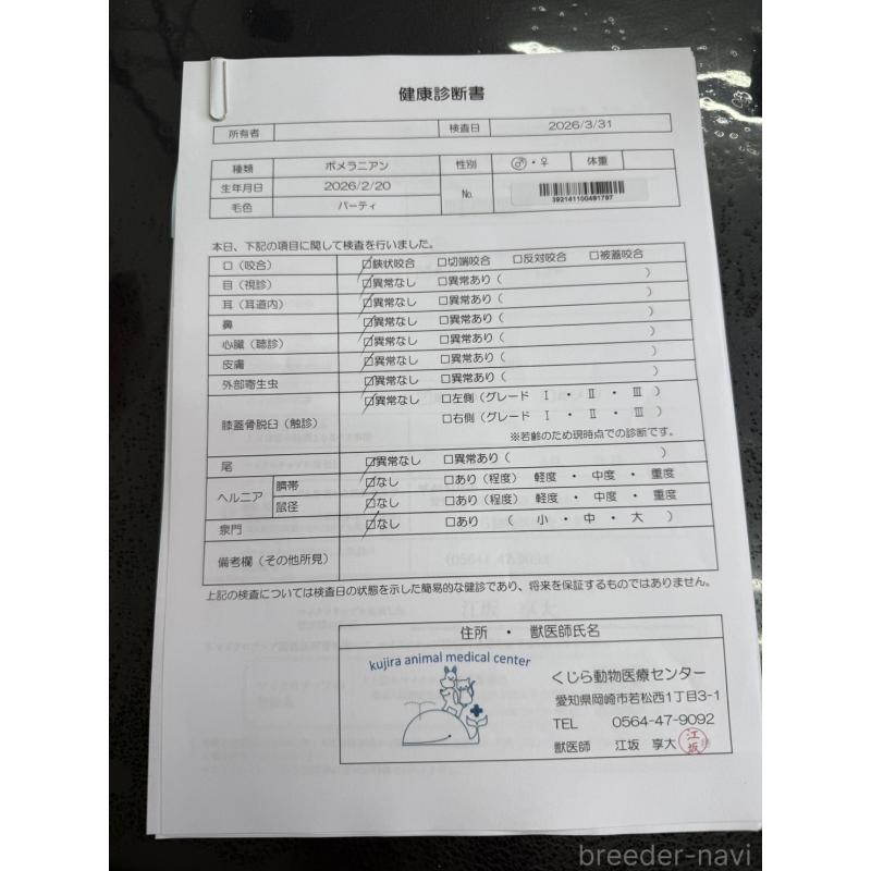 販売中の愛知県のポメラニアン-455812の2枚目