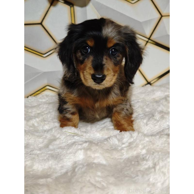 販売中の静岡県のミニチュアダックスフンド(ロングヘアード)-455814