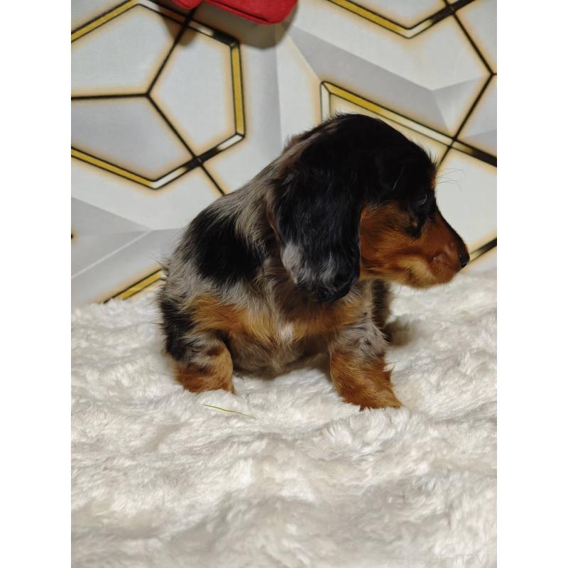 販売中の静岡県のミニチュアダックスフンド(ロングヘアード)-455814の6枚目