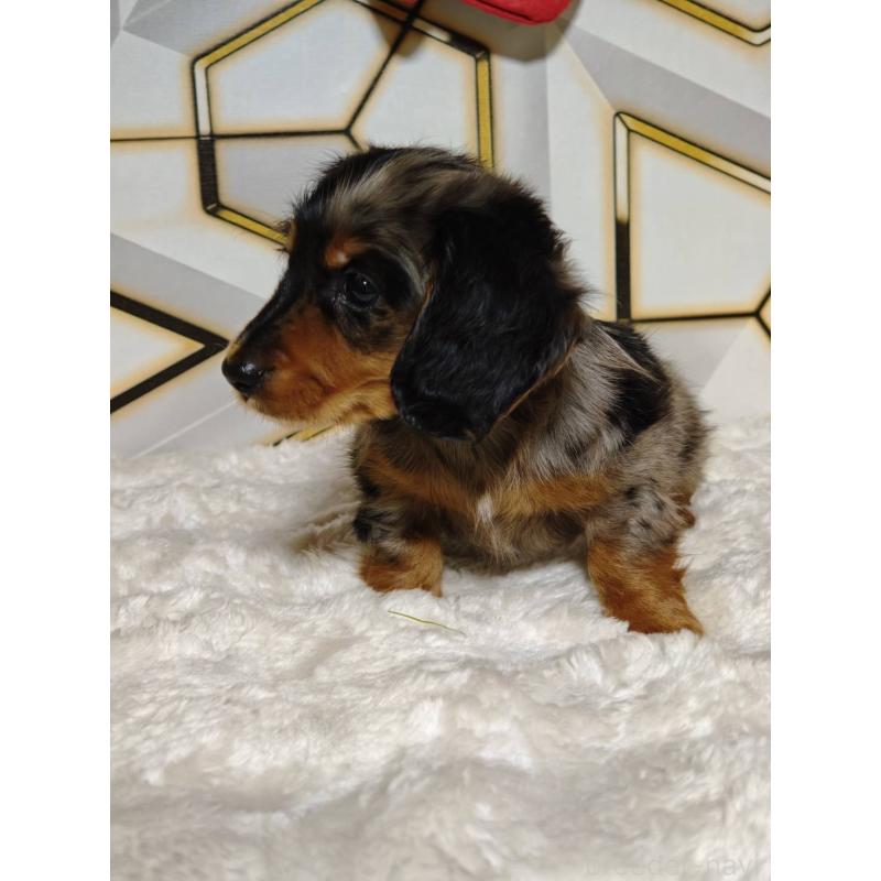 販売中の静岡県のミニチュアダックスフンド(ロングヘアード)-455814の5枚目