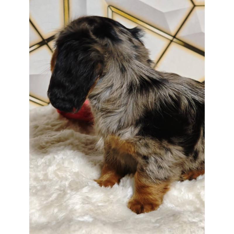 販売中の静岡県のミニチュアダックスフンド(ロングヘアード)-455814の4枚目