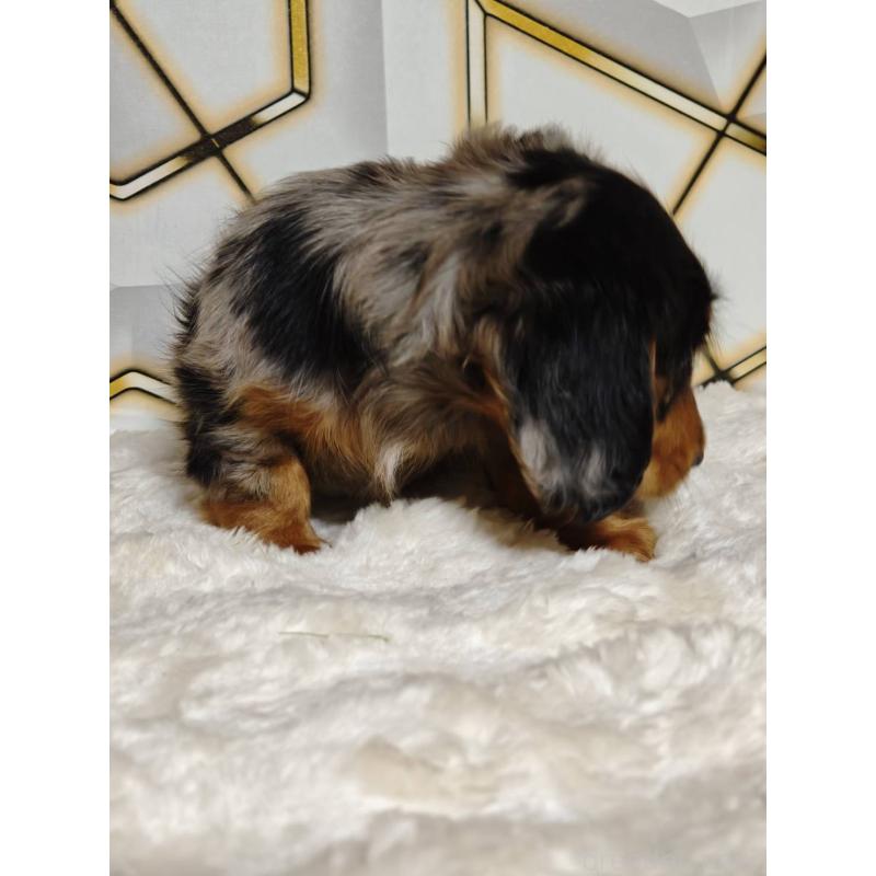 販売中の静岡県のミニチュアダックスフンド(ロングヘアード)-455814の3枚目