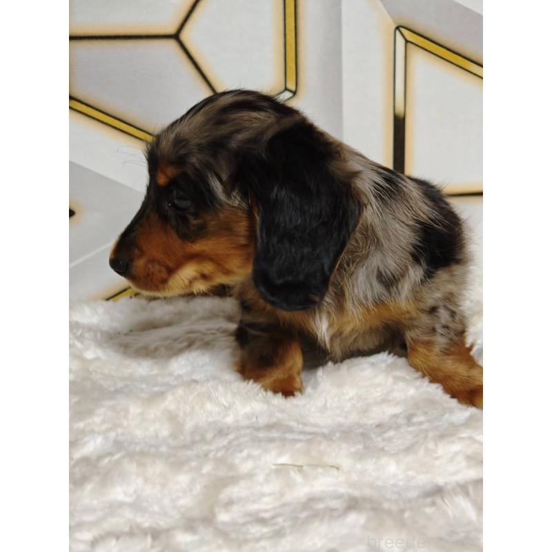 販売中の静岡県のミニチュアダックスフンド(ロングヘアード)-455814の2枚目